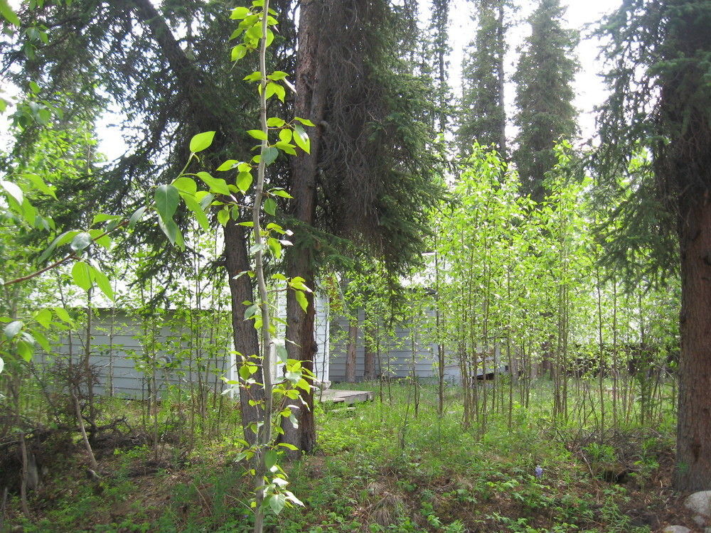 The Perch Resort Denali Park Luaran gambar