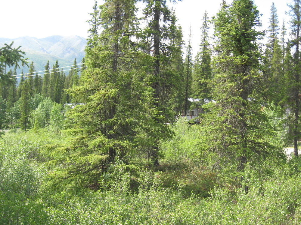 The Perch Resort Denali Park Luaran gambar